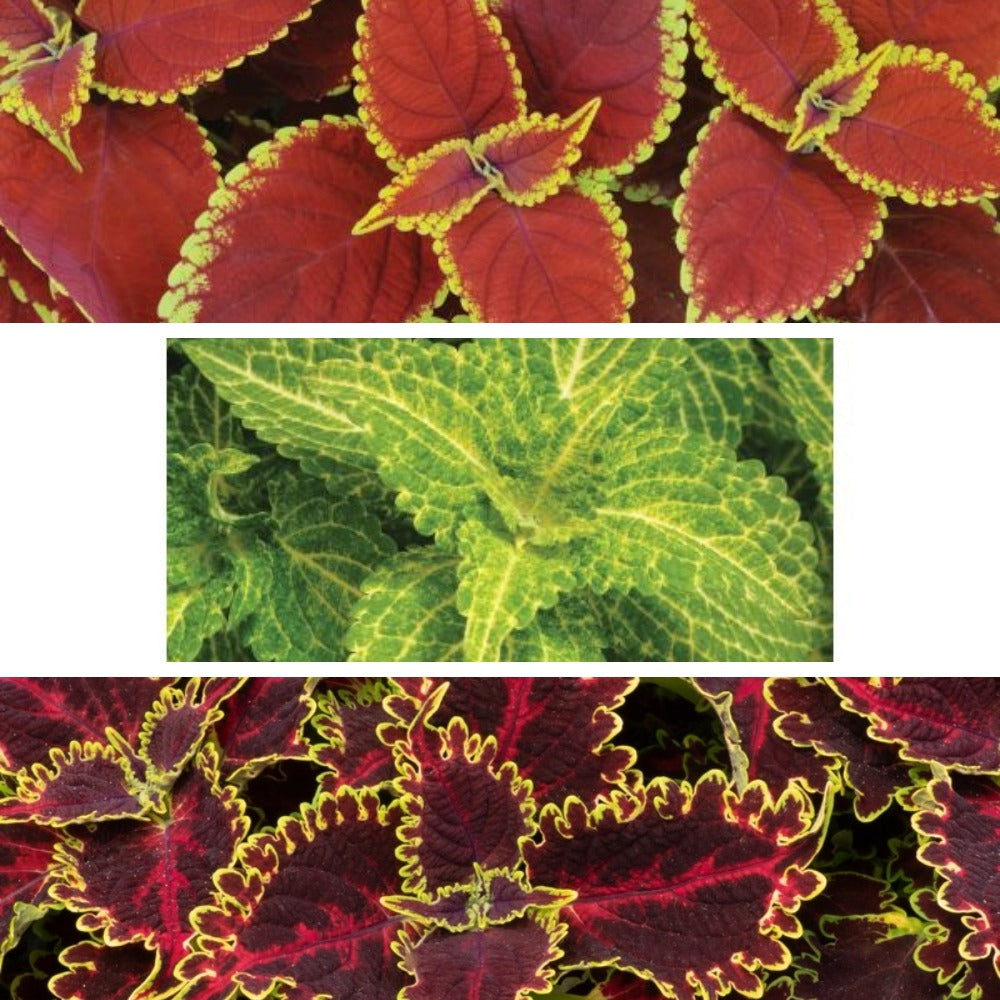Close-up of red and yellow coleus leaves with a green leaf in the center.