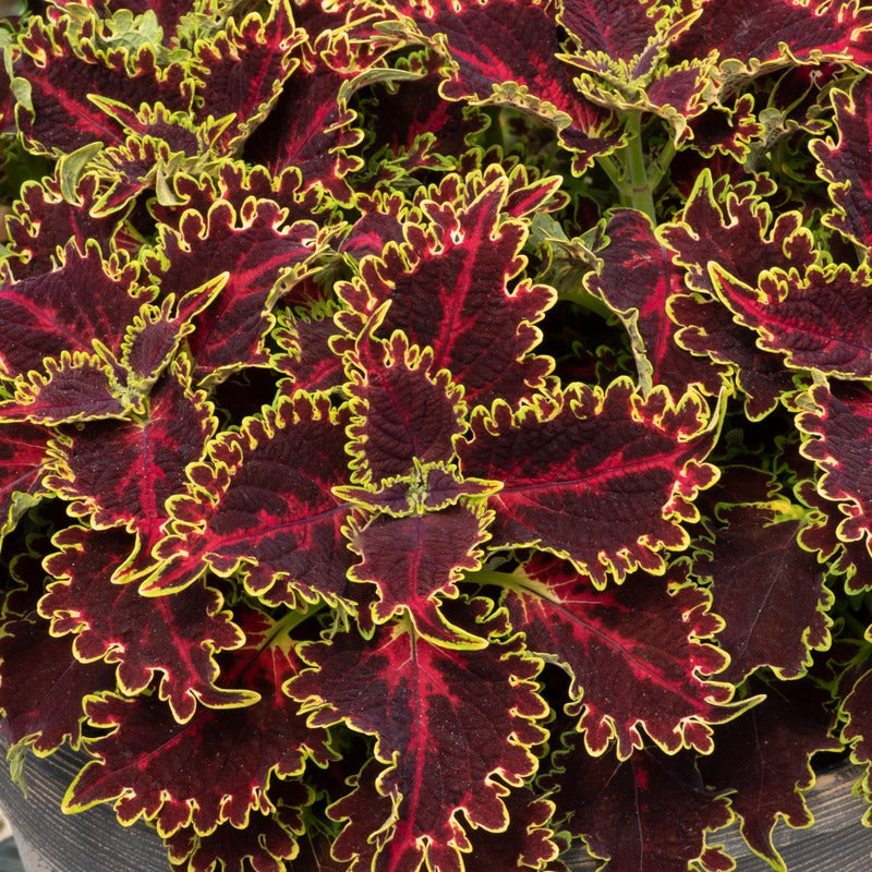 Coleus Sunfighter Solar Flare Flower Plants