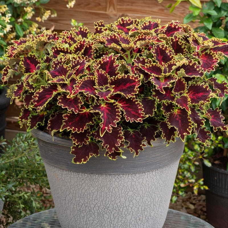 Coleus Sunfighter Solar Flare