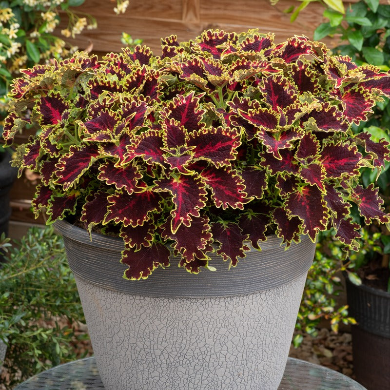 Coleus Sunfighter Solar Flare Flower Plants