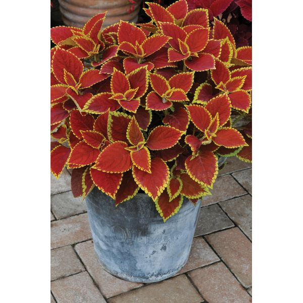 Coleus Sunfighter Trusty Rusty Flower Plants