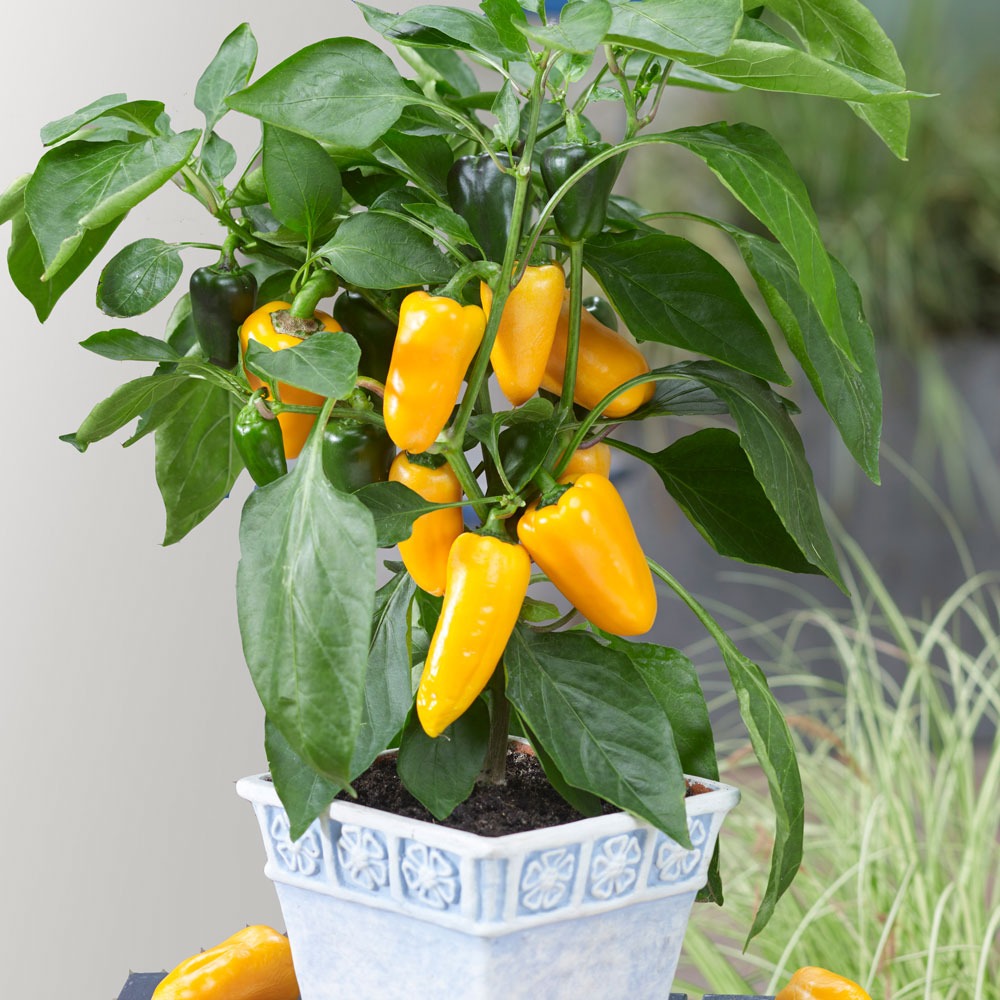 Compact Sweet Pepper Grafted Collection-April