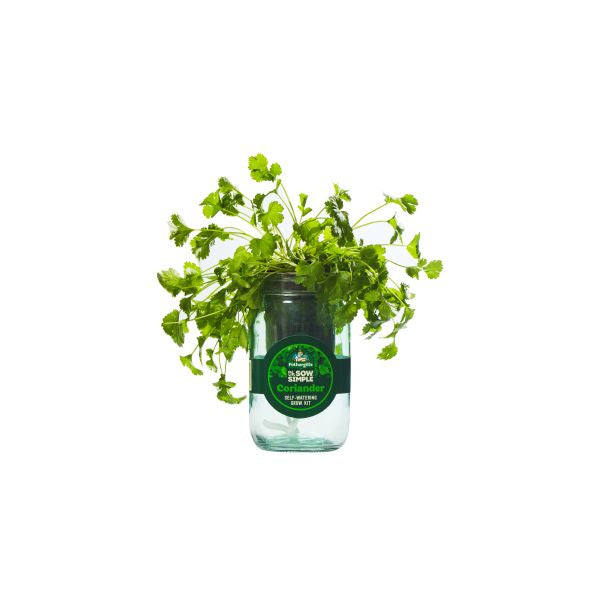 Jar with growing coriander plant on a white background