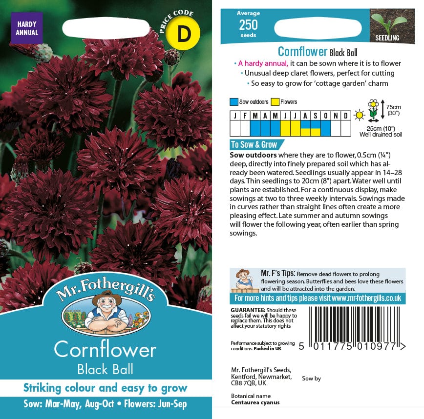Cornflower Black Ball Seeds