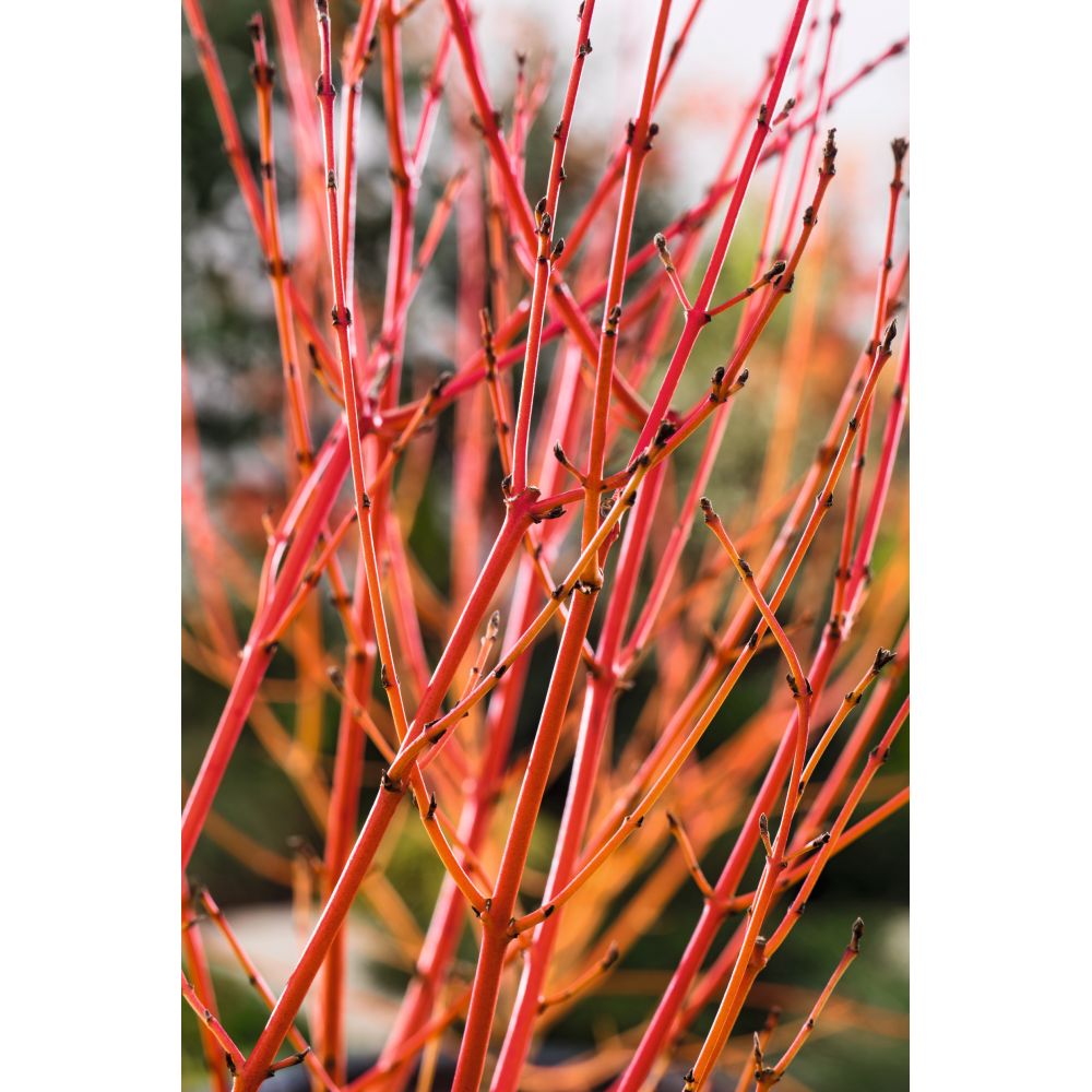 Cornus Midwinter Fire Flower Plants
