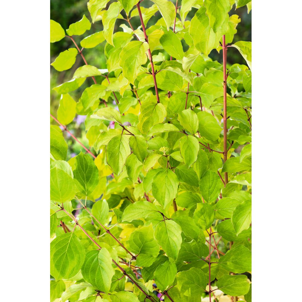 Cornus Midwinter Fire Flower Plants
