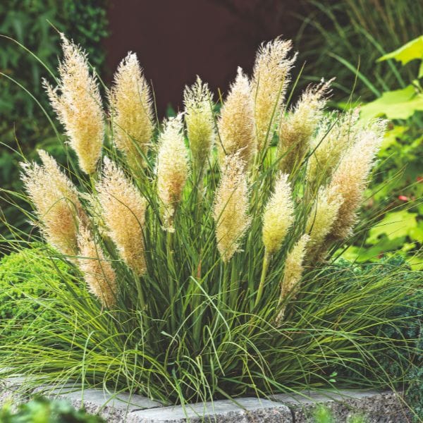 Pampas grass plant with green and beige foliage in a garden setting