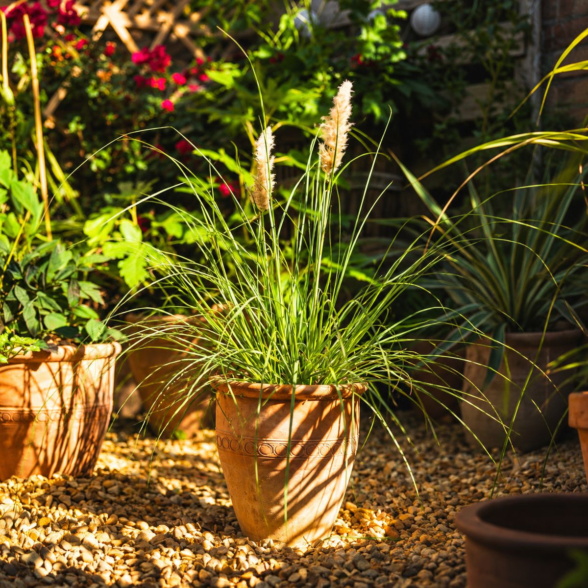Cortaderia Selloana Tiny Pampa Potted Plant