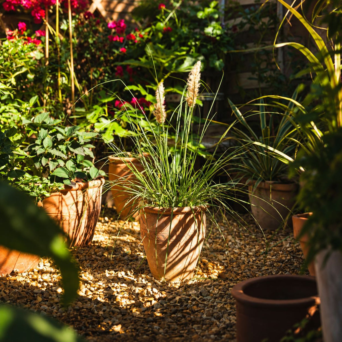 Cortaderia Selloana Tiny Pampa Potted Plant