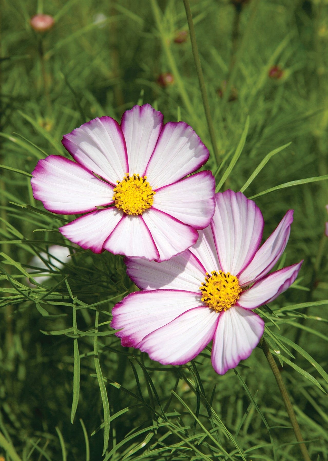 Cosmos Candy Stripe Seeds