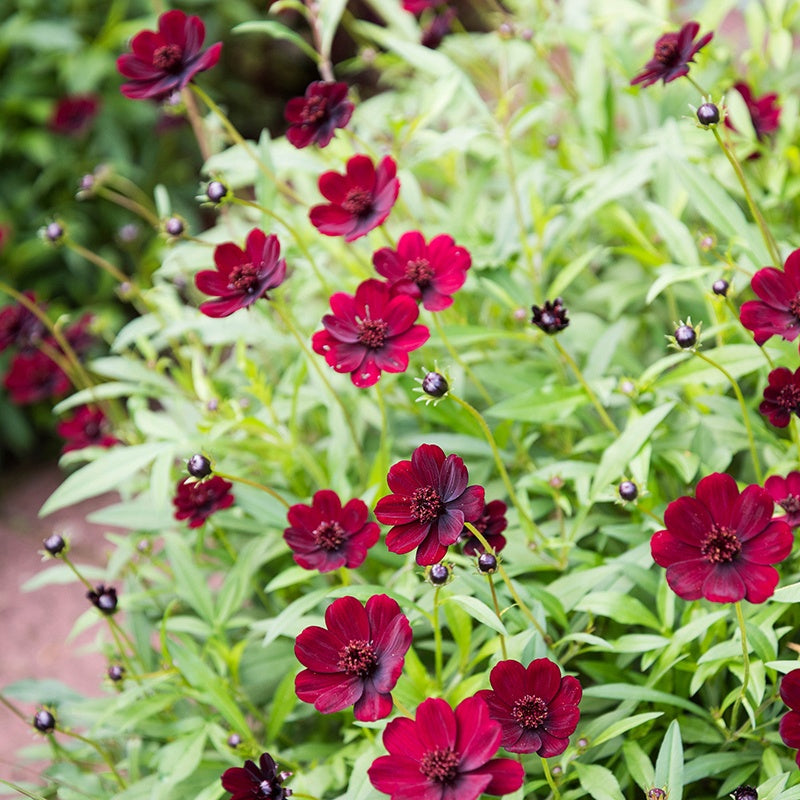 Close-up of dark pink flowers with green leaves in the background