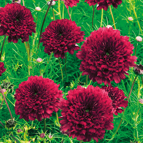 Close-up of burgundy flowers with green leaves in the background