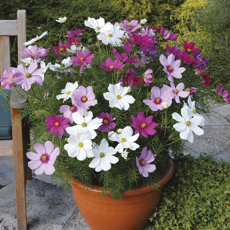 Cosmos Sonata Mixed Flower Plants