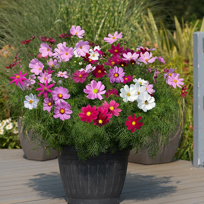 Cosmos Sonata Mixed Flower Plants