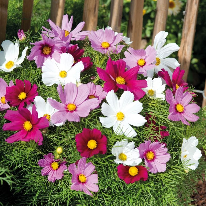 Cosmos (Dwarf) Candyfloss Mix Seeds