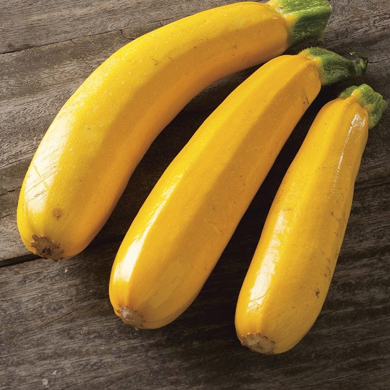 Courgette Golden Dawn III F1 Seeds