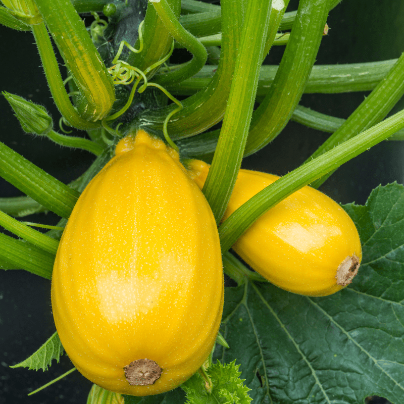 Courgette Golden Griller