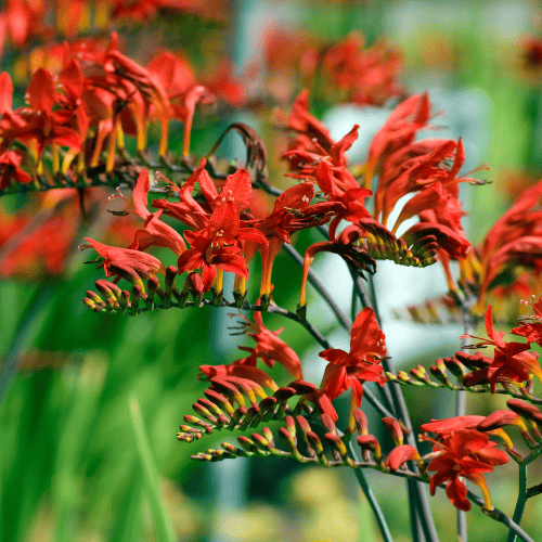 Close-up of red kangaroo paw flowers with a blurred green background