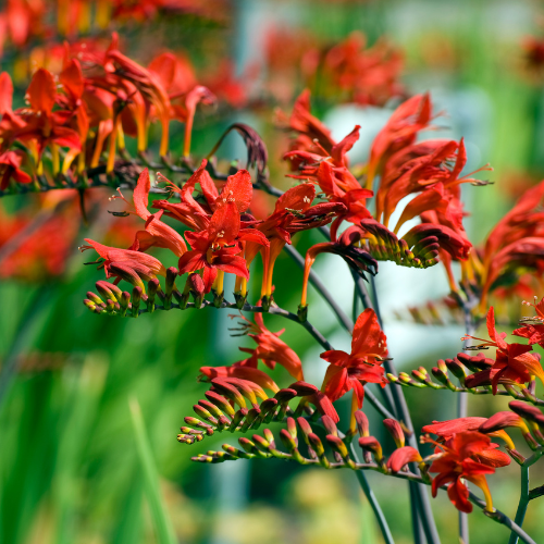 Crocosmia Lucifer Potted Plant