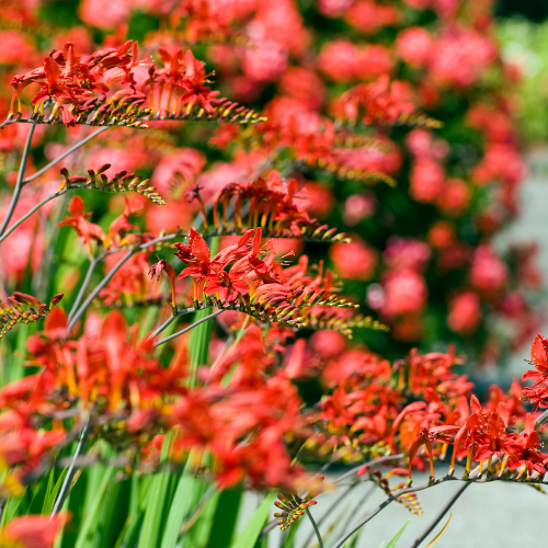 Close-up of red flowers with a blurred background