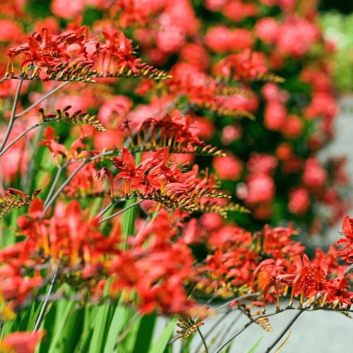 Close-up of red flowers with a blurred background