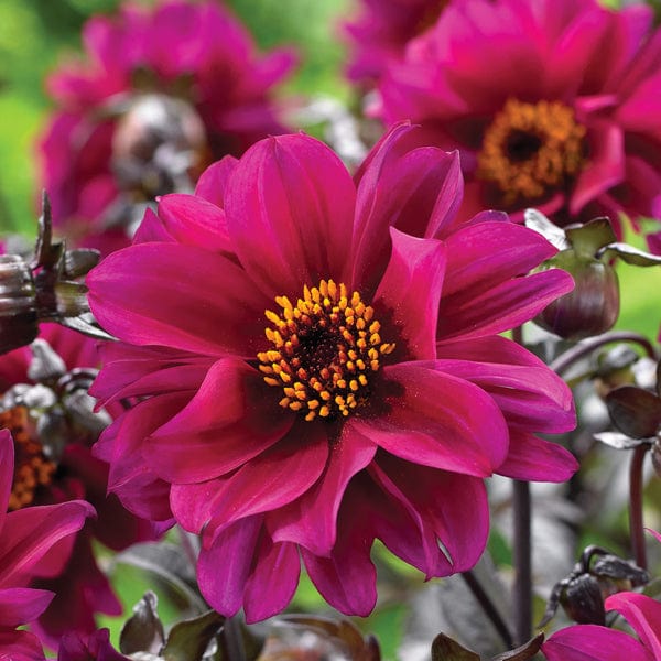 Dahlia Bishop Of Canterbury Tubers