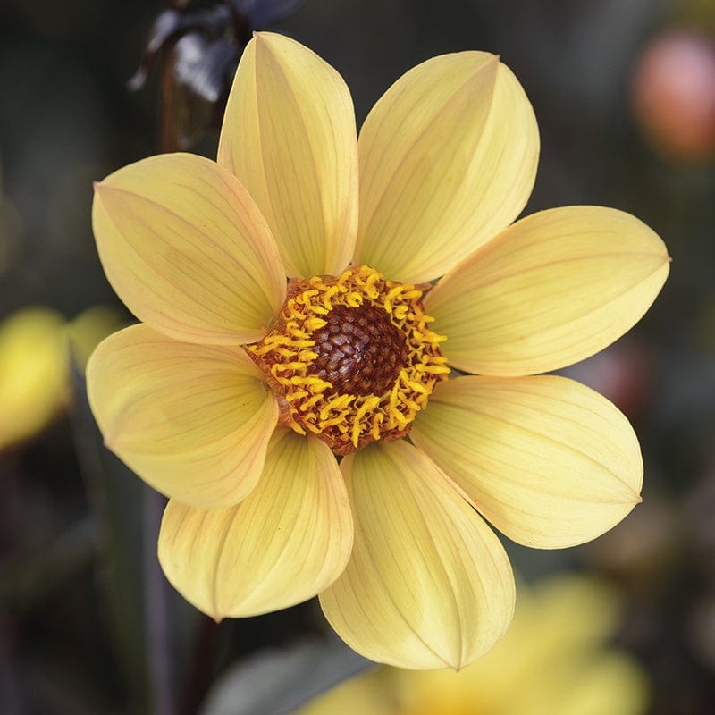 Dahlia Happy Single Party Tubers