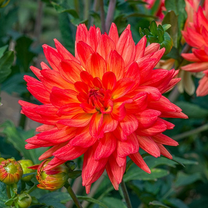 Dahlia Karma Fiesta Tuber