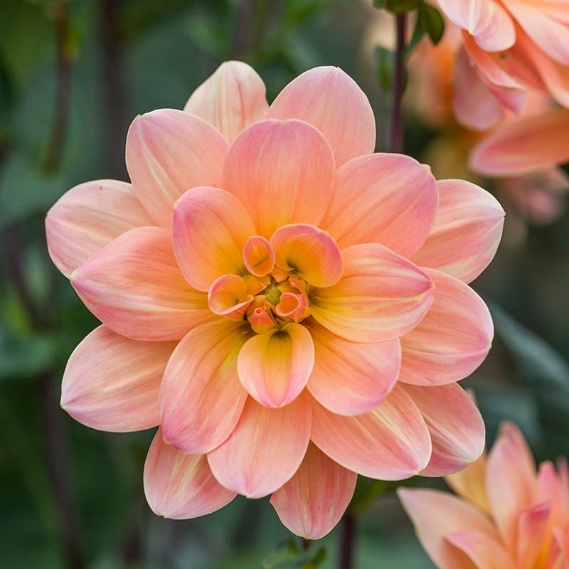 Dahlia Mr Frans Tubers