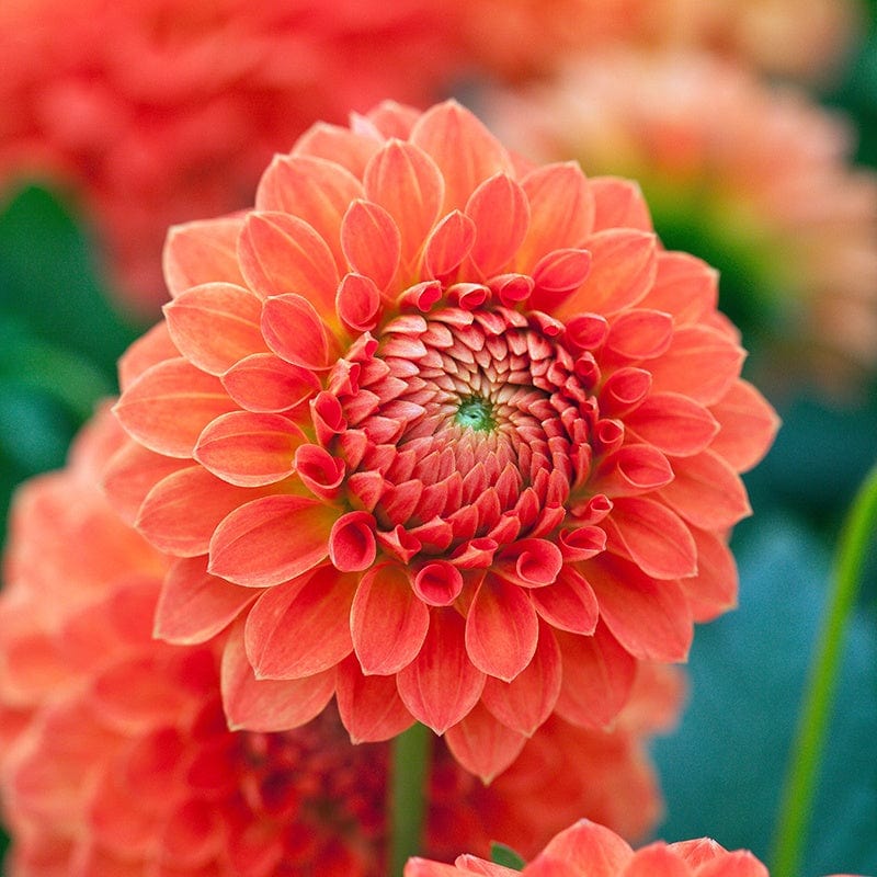 Dahlia Safe Shot Potted Plant