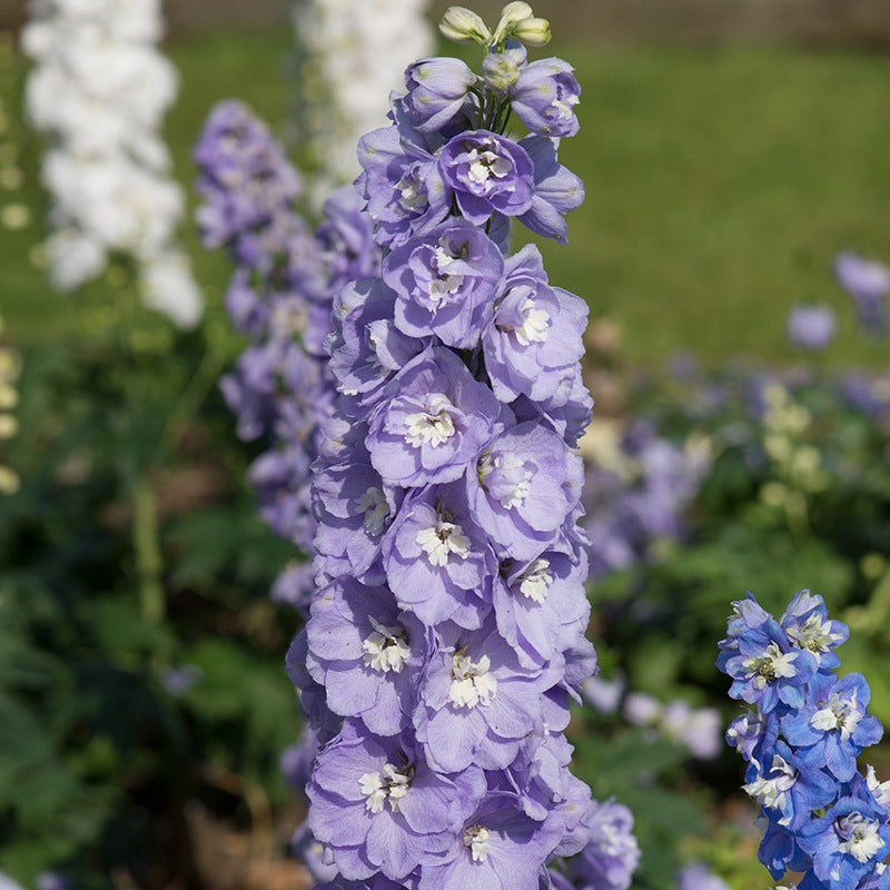 Delphinium Aurora Lavender Flower Plants