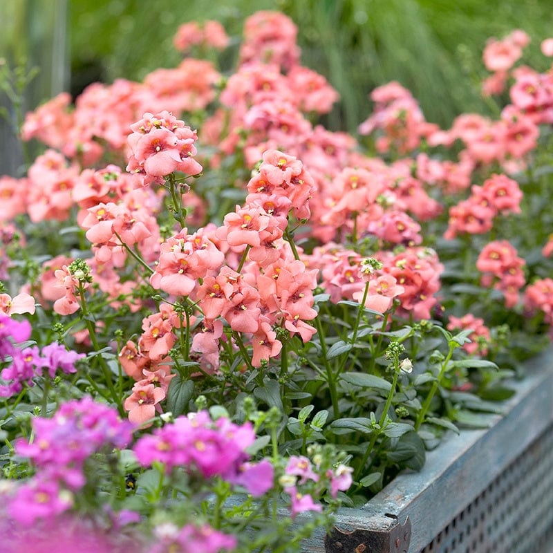 15 Young Plants Diascia Aurora Apricot Flower Plants