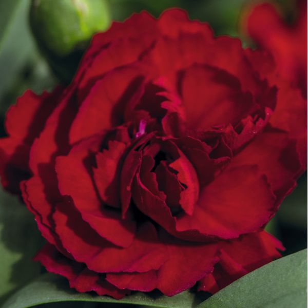 Close-up of a vibrant red rose with green leaves.