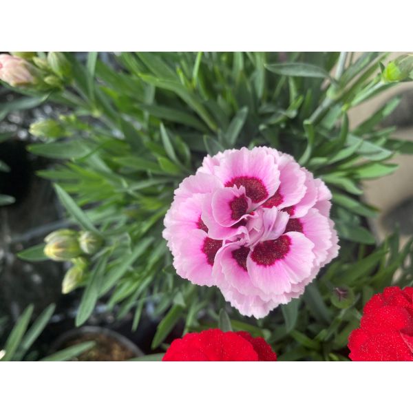 Close-up of a pink and red carnation flower with green leaves.