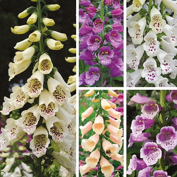 5 plants, 1 of each Digitalis Dalmatian Collection
