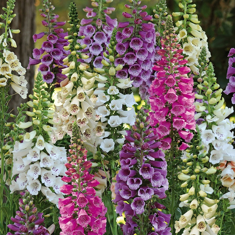 Colorful foxglove flowers in pink, purple, and white on a blurred natural background