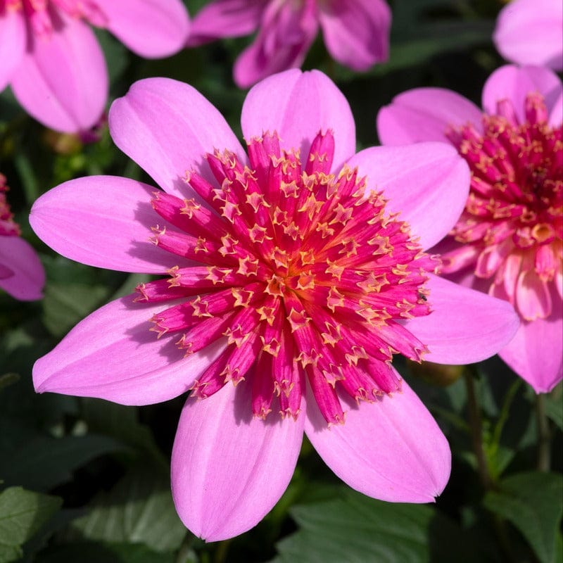 Dahlia Starburst Pink