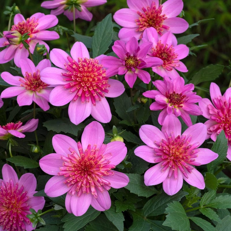 9 Young Plant Dahlia Starburst Pink