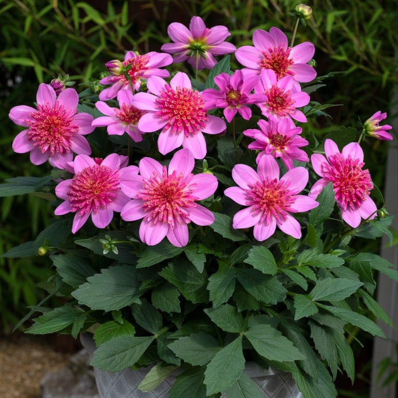 3 Young Plant Dahlia Starburst Pink