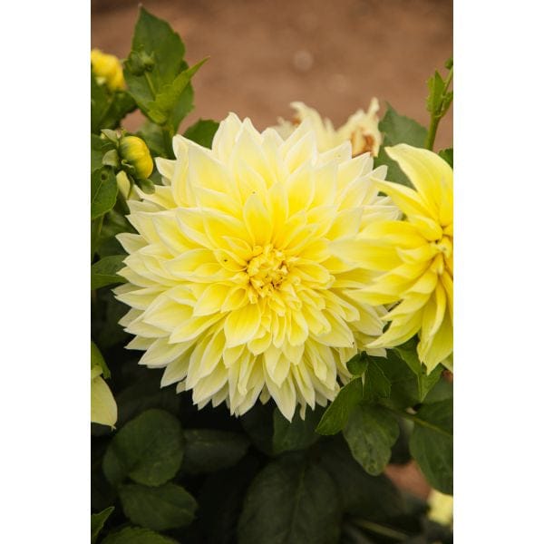 Close-up of a bright yellow flower with green leaves on a blurred background