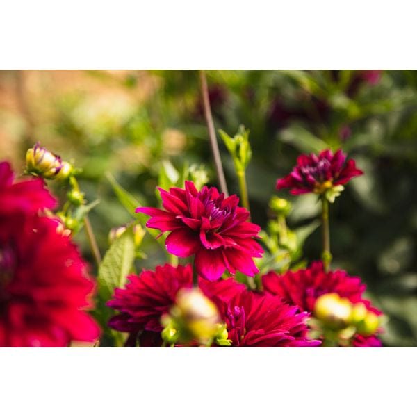 Dahlia Mister Blue Flower Plant