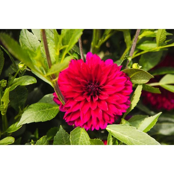 Close-up of a vibrant pink flower with green leaves on a white background