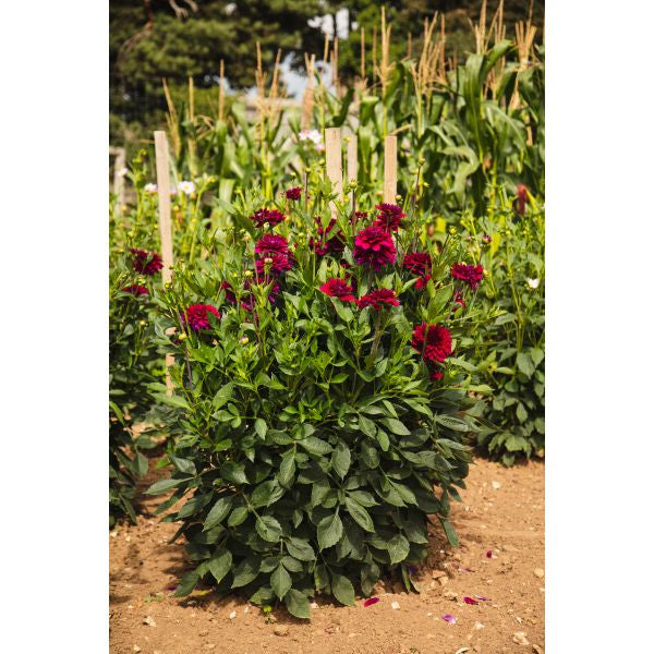 Dahlia Mister Blue Flower Plant