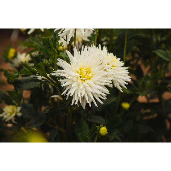 Dahlia My Love Flower Plant