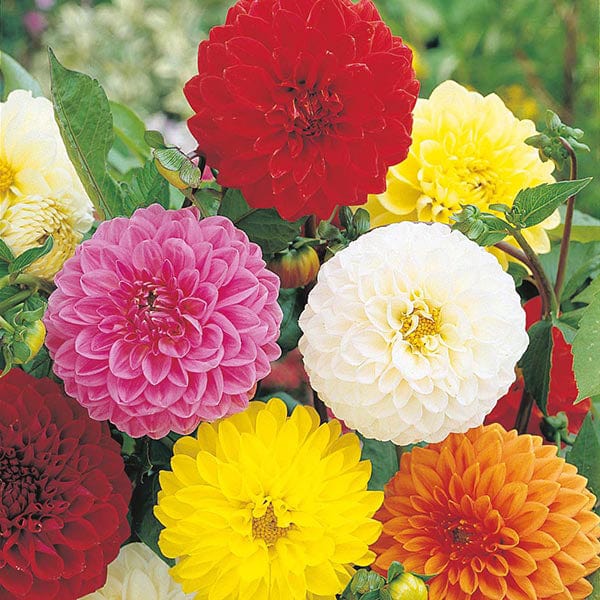 Dahlia Showpiece Seeds