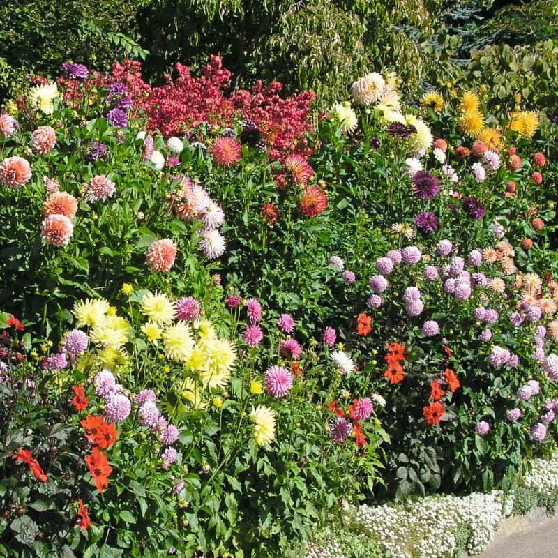 Dahlia Mix