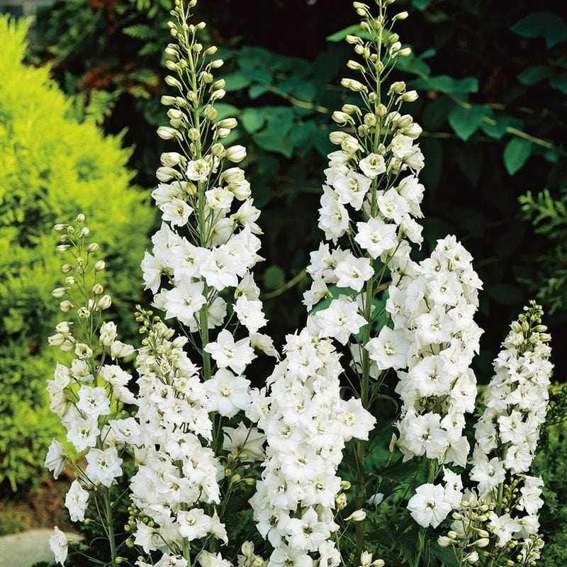 Delphinium Galahad Flower Plants