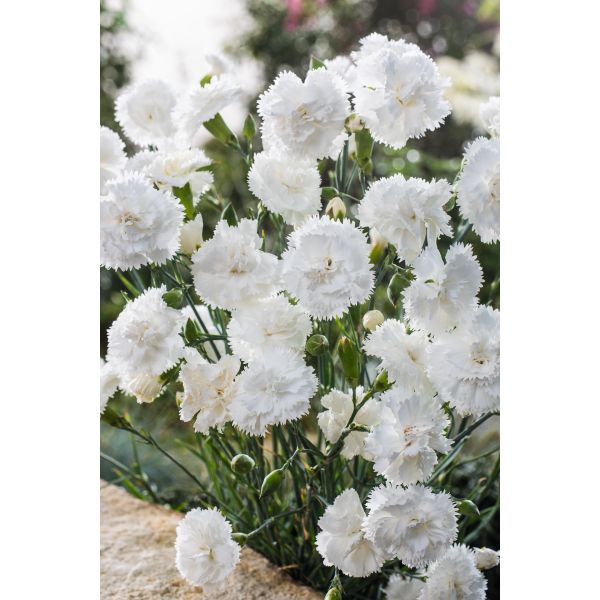 Bouquet of white flowers with green stems on a blurred natural background