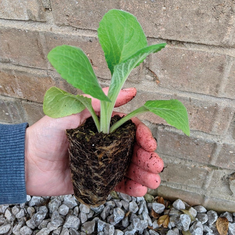 Hand holding a small plant with roots exposed against a brick wall.