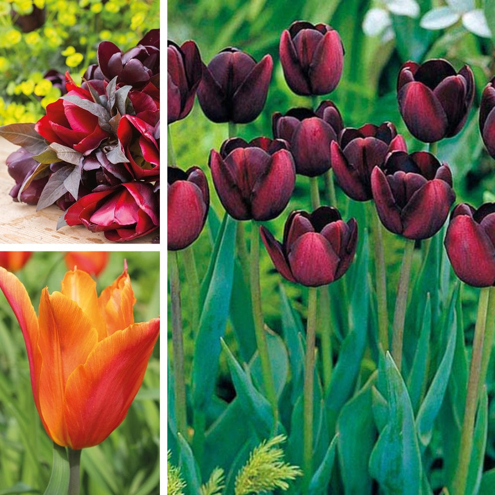 Dramatic Tulip Bulb Collection